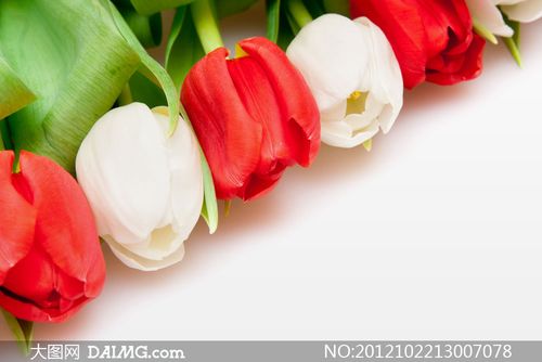 大图 高清图片 花卉植物 > 素材信息        白色郁金香鲜花特写