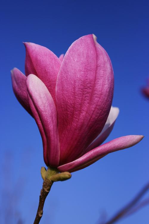 玉兰花卉图片花卉鲜花花朵玉兰