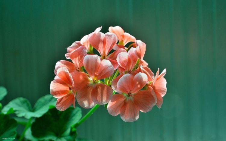 唯美植物花卉粉色天竺葵摄影图片分享