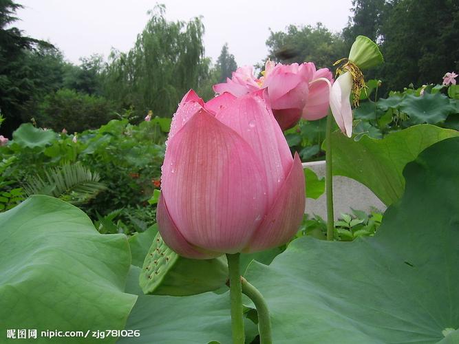 花卉图片大全_花卉图片大全大图_多肉植物花卉图片大全(2)