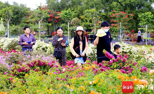 看熊猫 逛花海 赏花灯 海口丰富多彩的旅游产品等你打卡