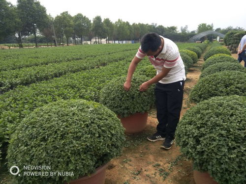 创业办苗木花卉公司成就事业